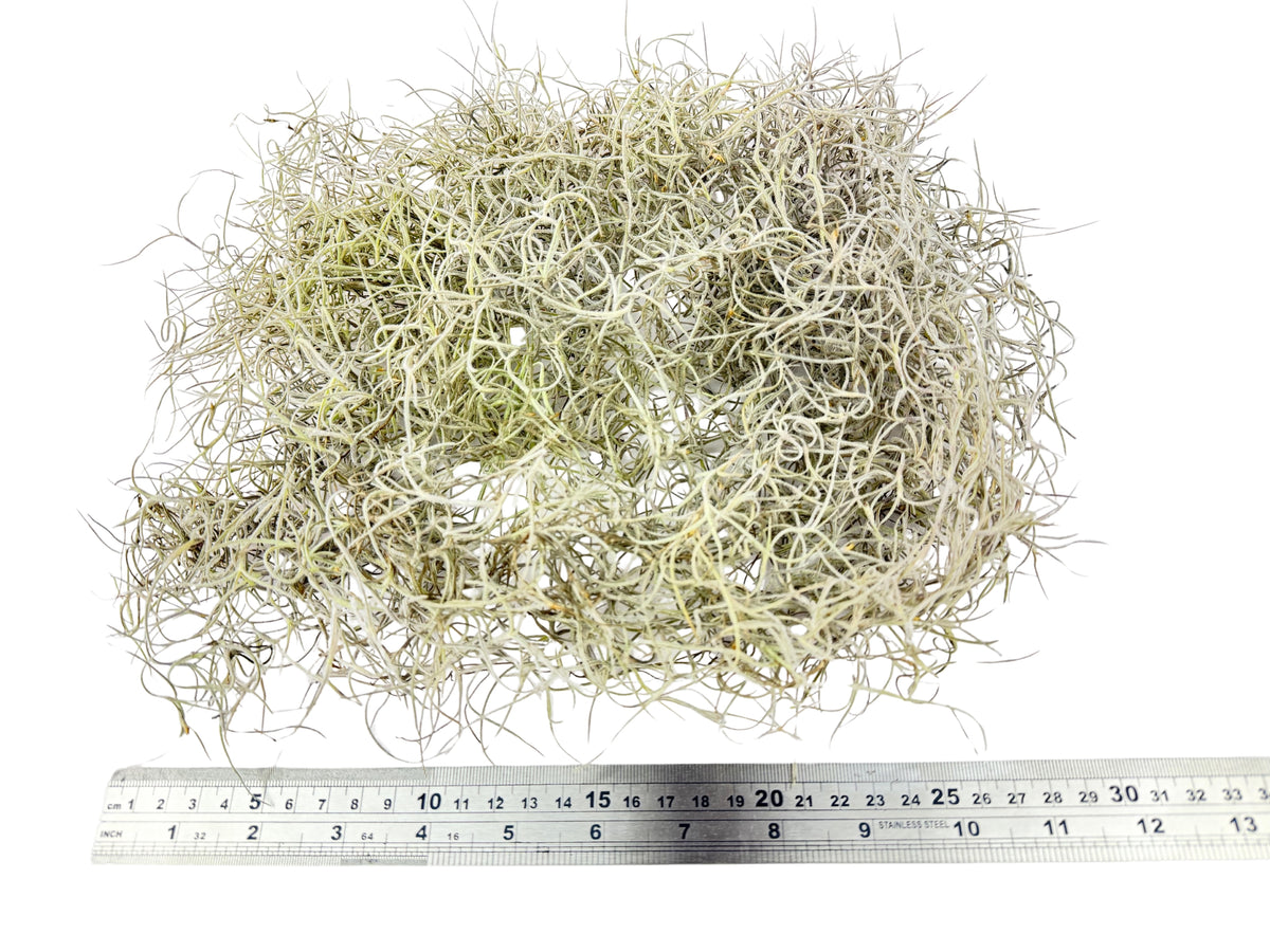Old Man's Beard – Tillandsia usneoides - 50g Pack