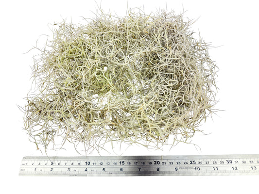 Old Man's Beard – Tillandsia usneoides - 50g Pack