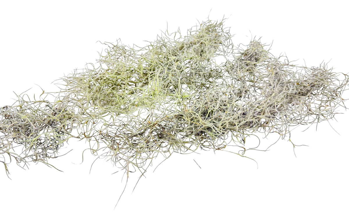 Old Man's Beard – Tillandsia usneoides - 50g Pack