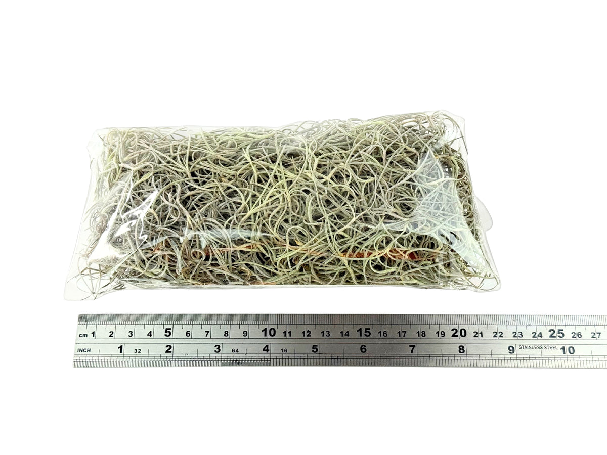 Old Man's Beard – Tillandsia usneoides - 50g Pack