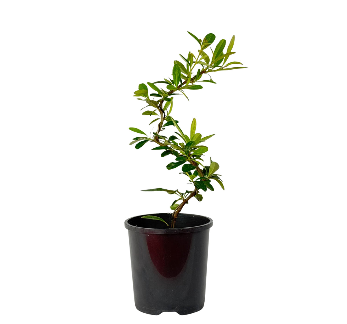 Pyracantha fortuneana – Bonsai Starter – 100mm