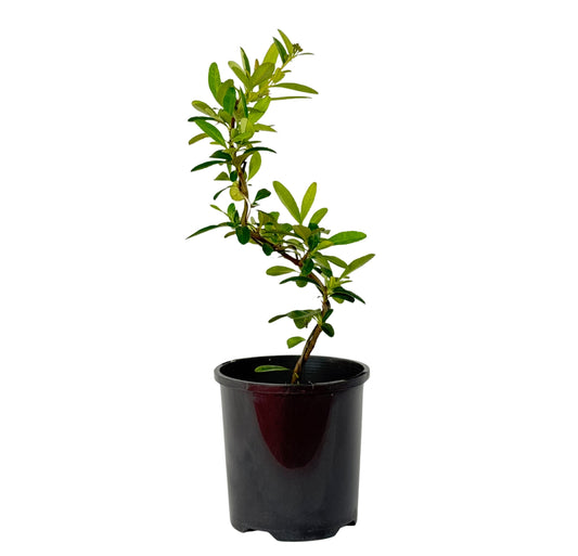 Pyracantha fortuneana – Bonsai Starter – 100mm