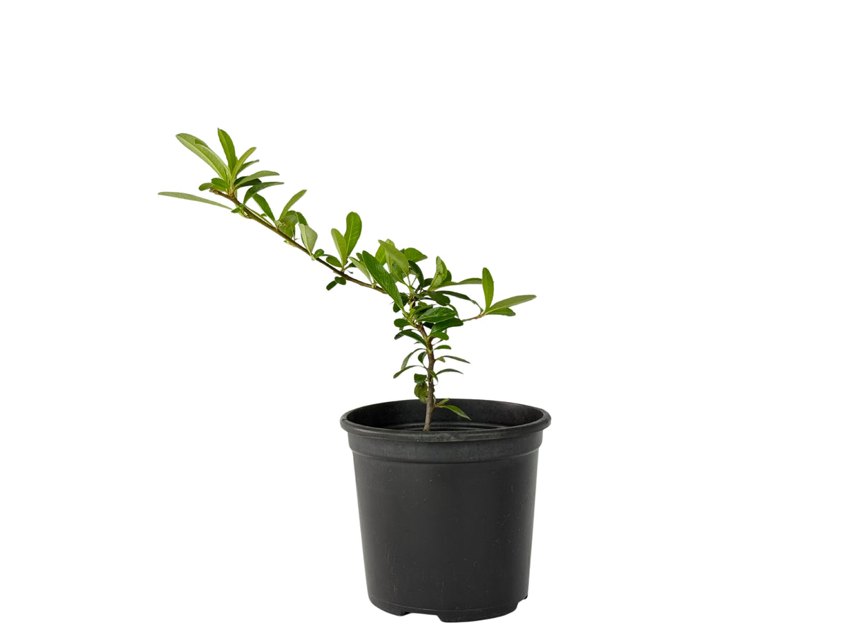 Pyracantha fortuneana – Bonsai Starter – 100mm