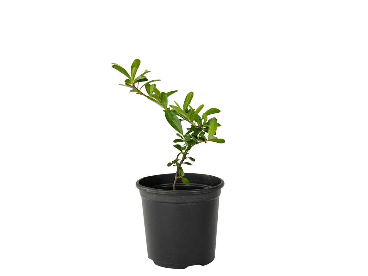Pyracantha fortuneana – Bonsai Starter – 100mm