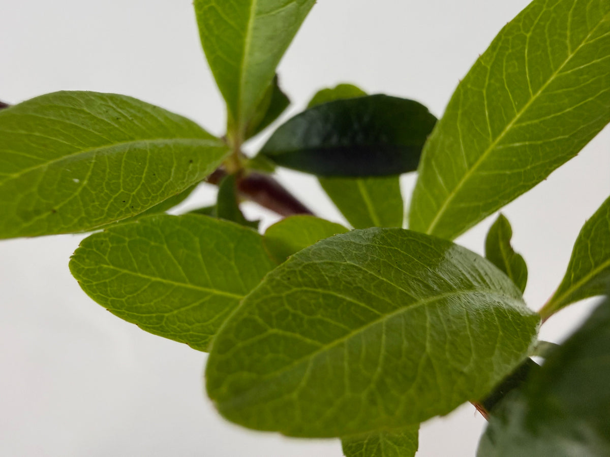 Pyracantha fortuneana – Bonsai Starter – 100mm