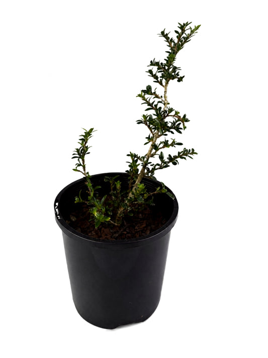 Serissa japonica – Bonsai Starter