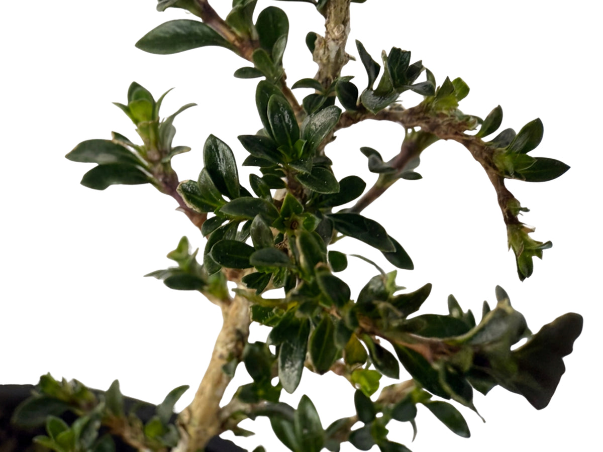Serissa japonica – Bonsai Starter