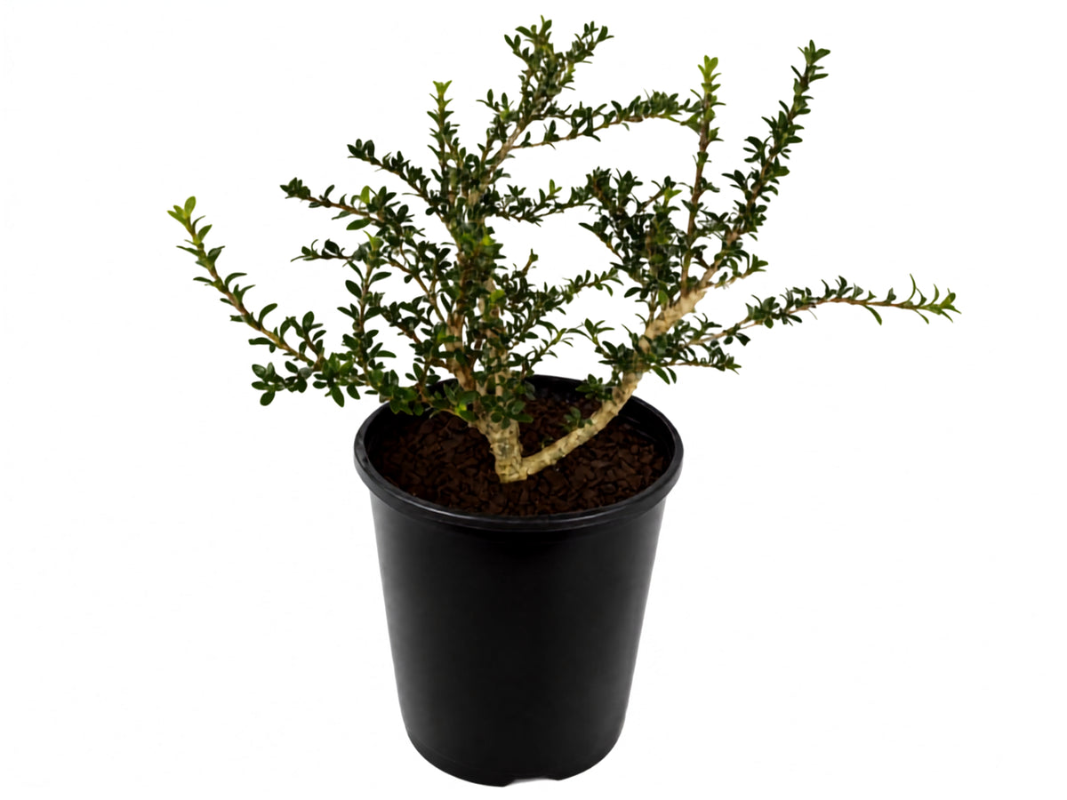 Serissa japonica – Bonsai Starter