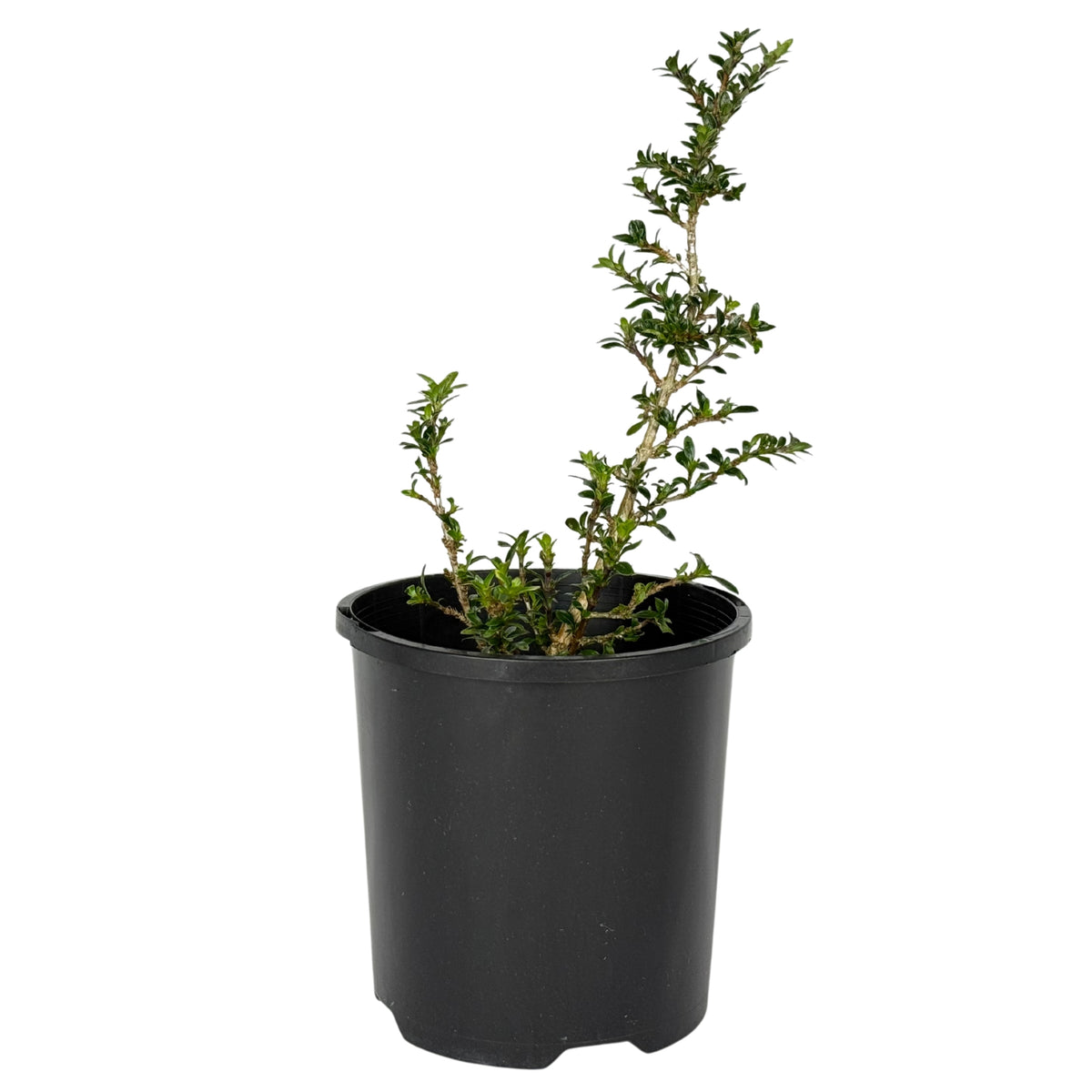 Serissa japonica – Bonsai Starter