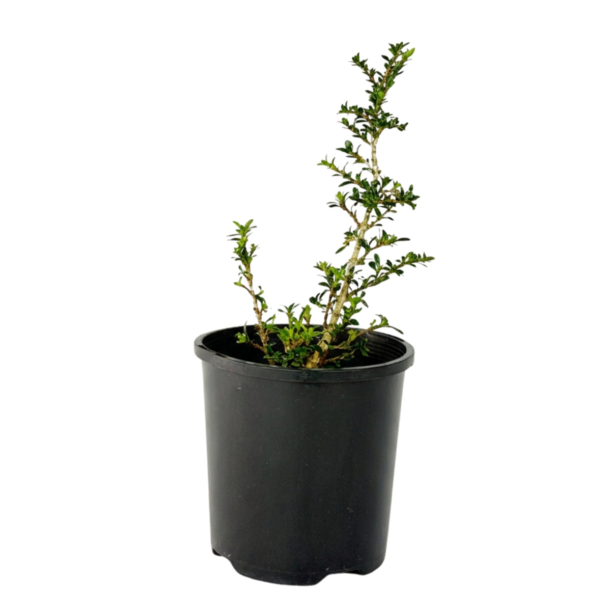 Serissa japonica – Bonsai Starter