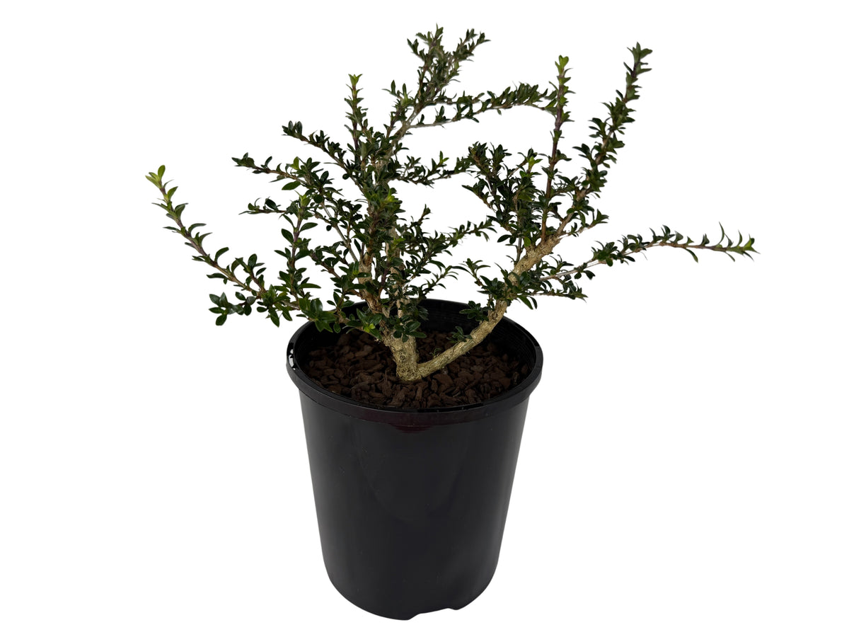 Serissa japonica – Bonsai Starter