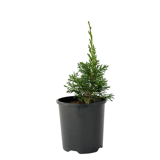 Shimpaku Juniper – Bonsai Starter – 100mm