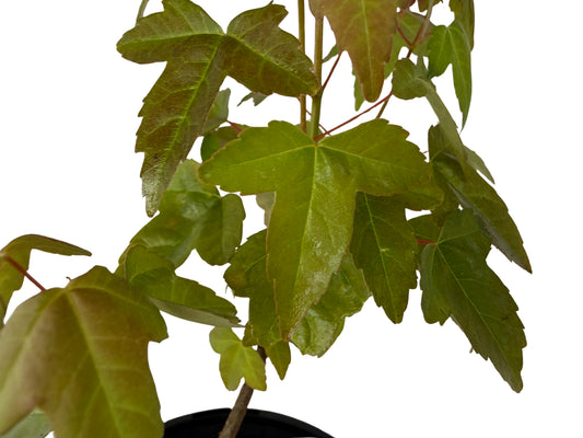 Trident Maple – Bonsai Starter – 120mm