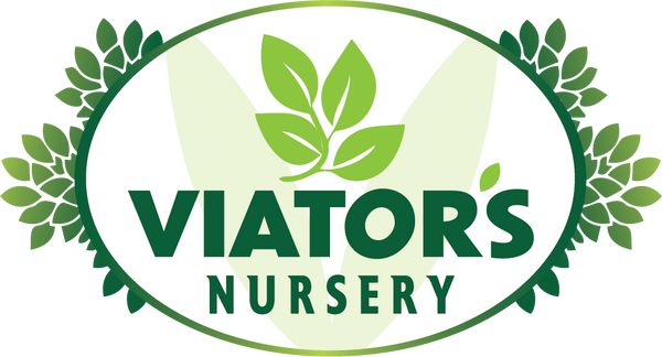 Viators Nursery Launching Online Soon — Plants and Bonsai